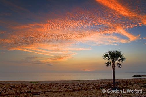 Palm Tree At Sunrise_28142.jpg - Matagorda Bay photographed near Port Lavaca, Texas, USA.